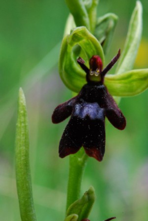 Ophrys mouche